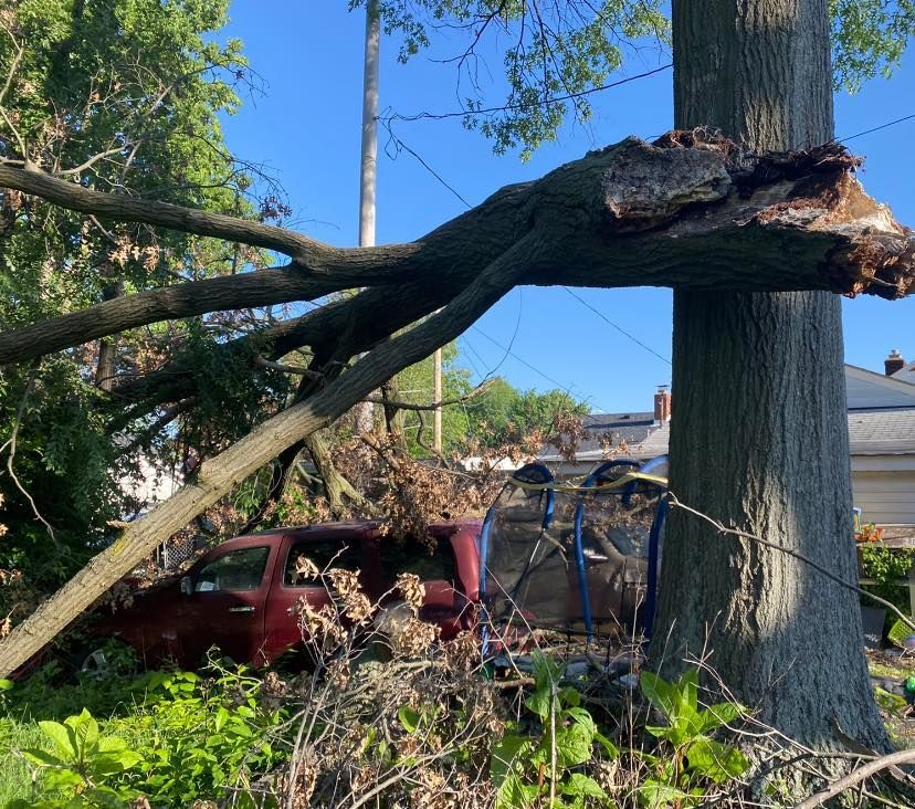 Fallen tree limb crushed a red car beside a large standing tree under a blue sky.