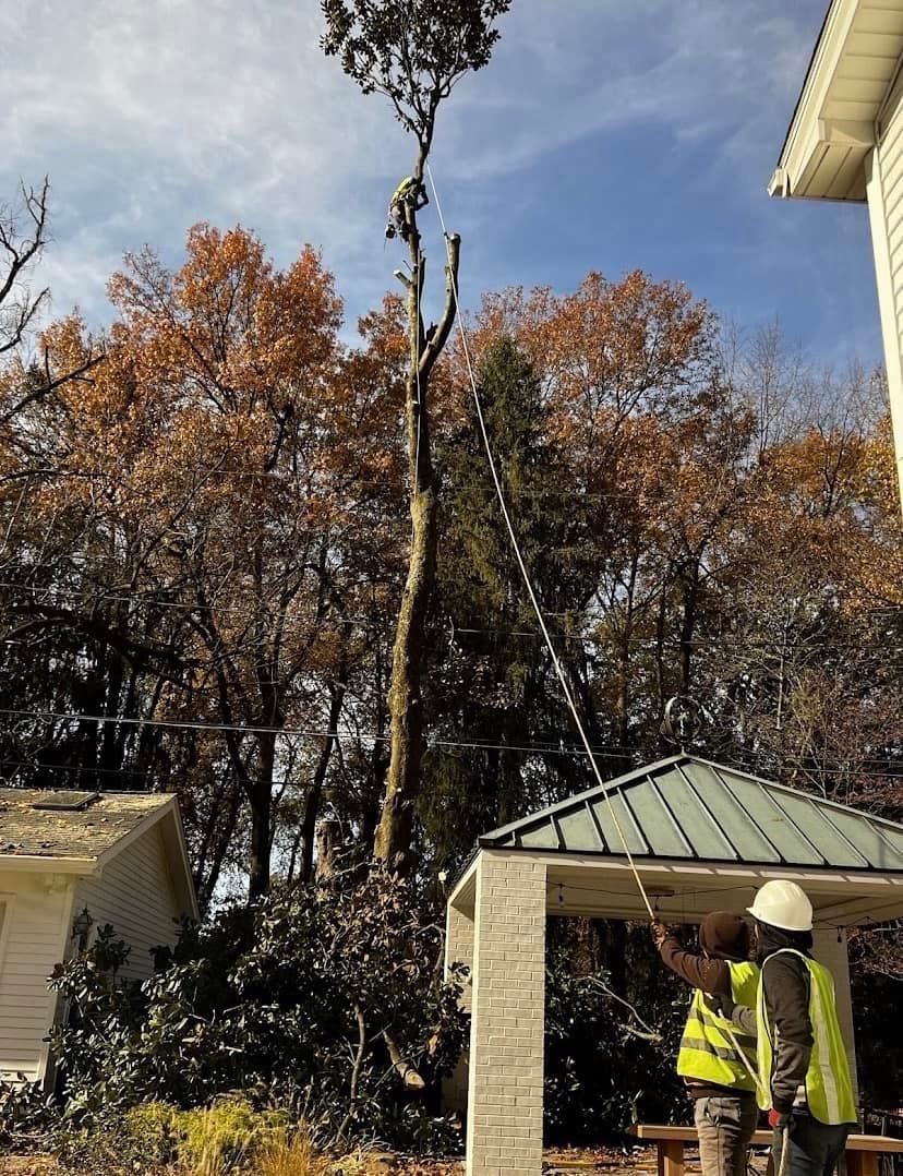 Worker in hard hat directing a crane lifting a tree near a building with autumn trees in the background