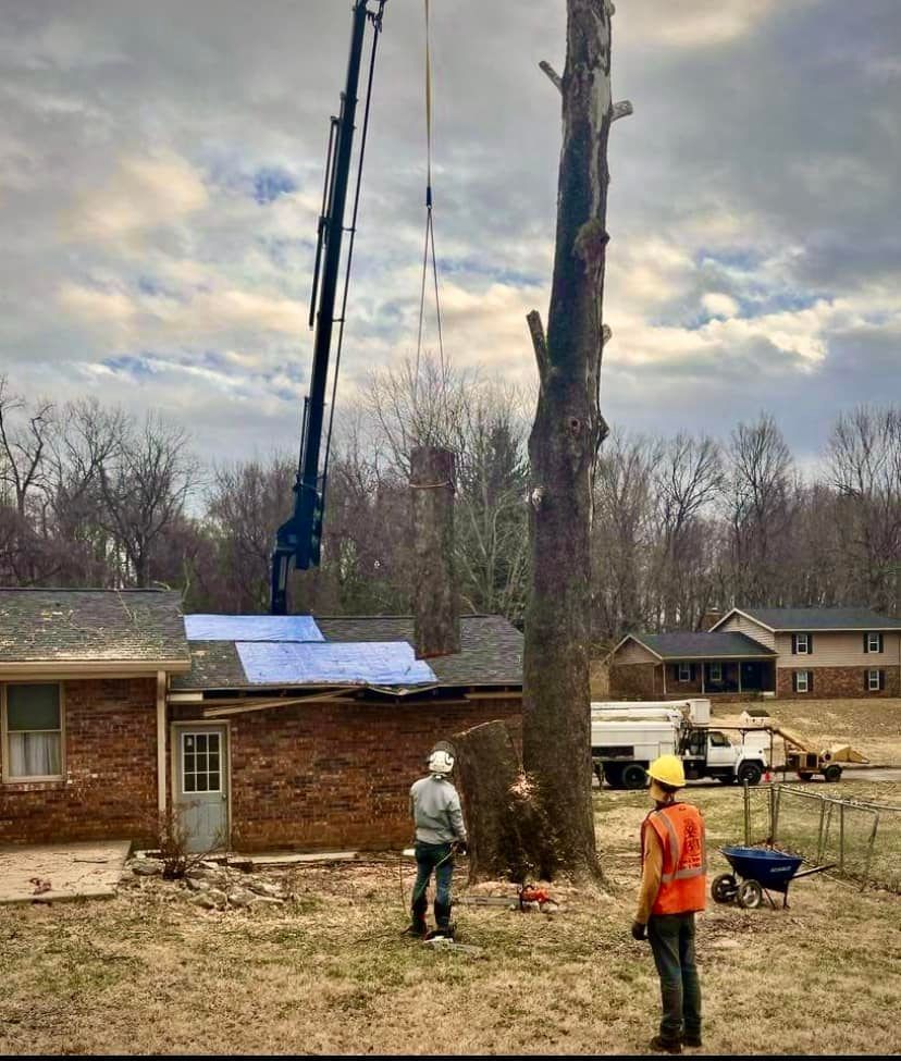Workers use a crane to remove a tall tree beside a brick house in a yard.
