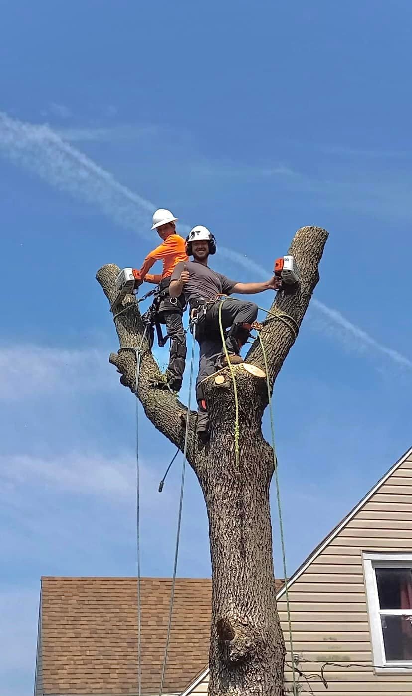 Two arborists in hard hats trimming a tree top with a chainsaw, above rooftops under a blue sky