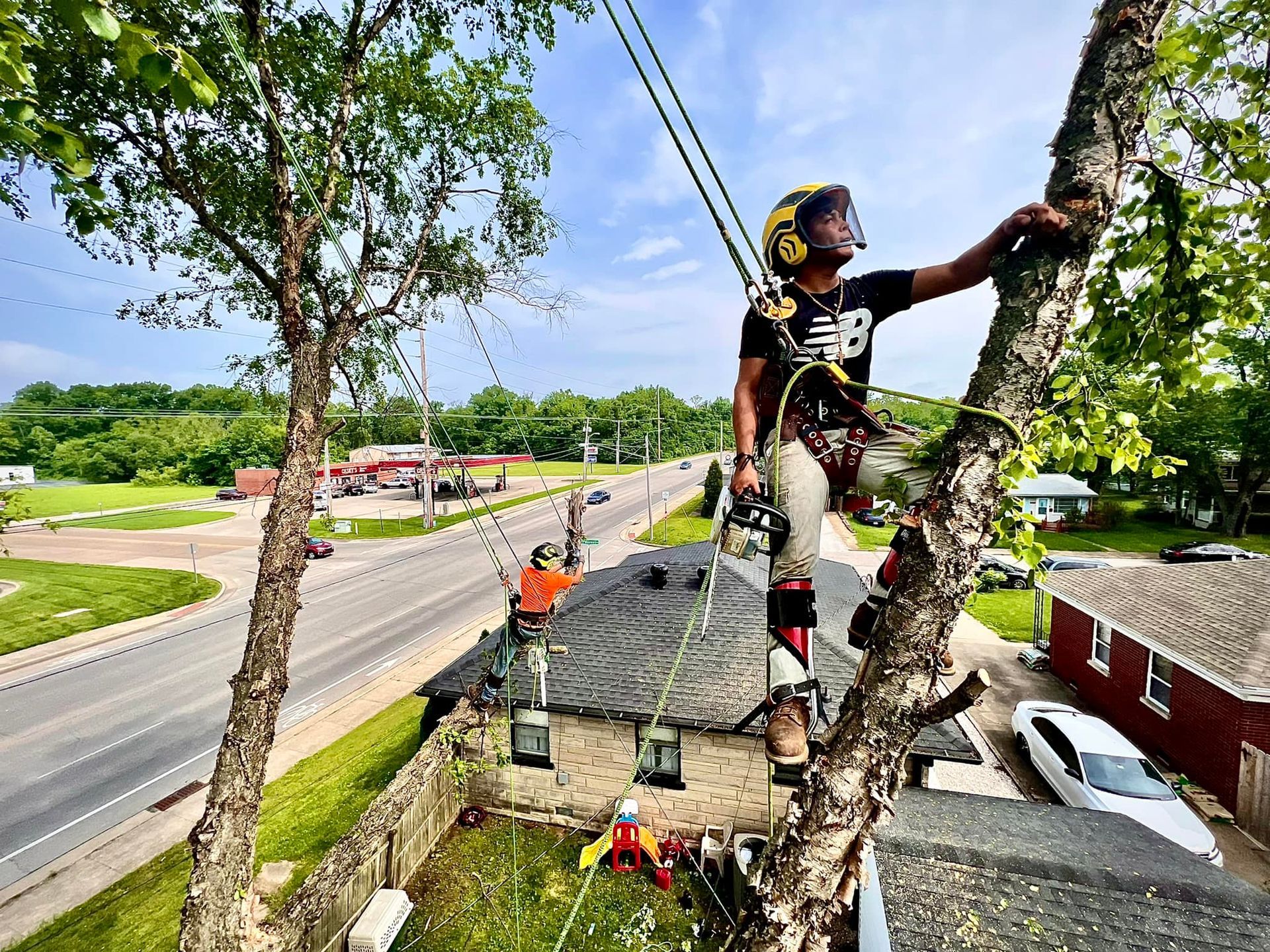 Tree trimmer wearing a harness climbs a tree beside a road, cutting branches with power lines overhead.