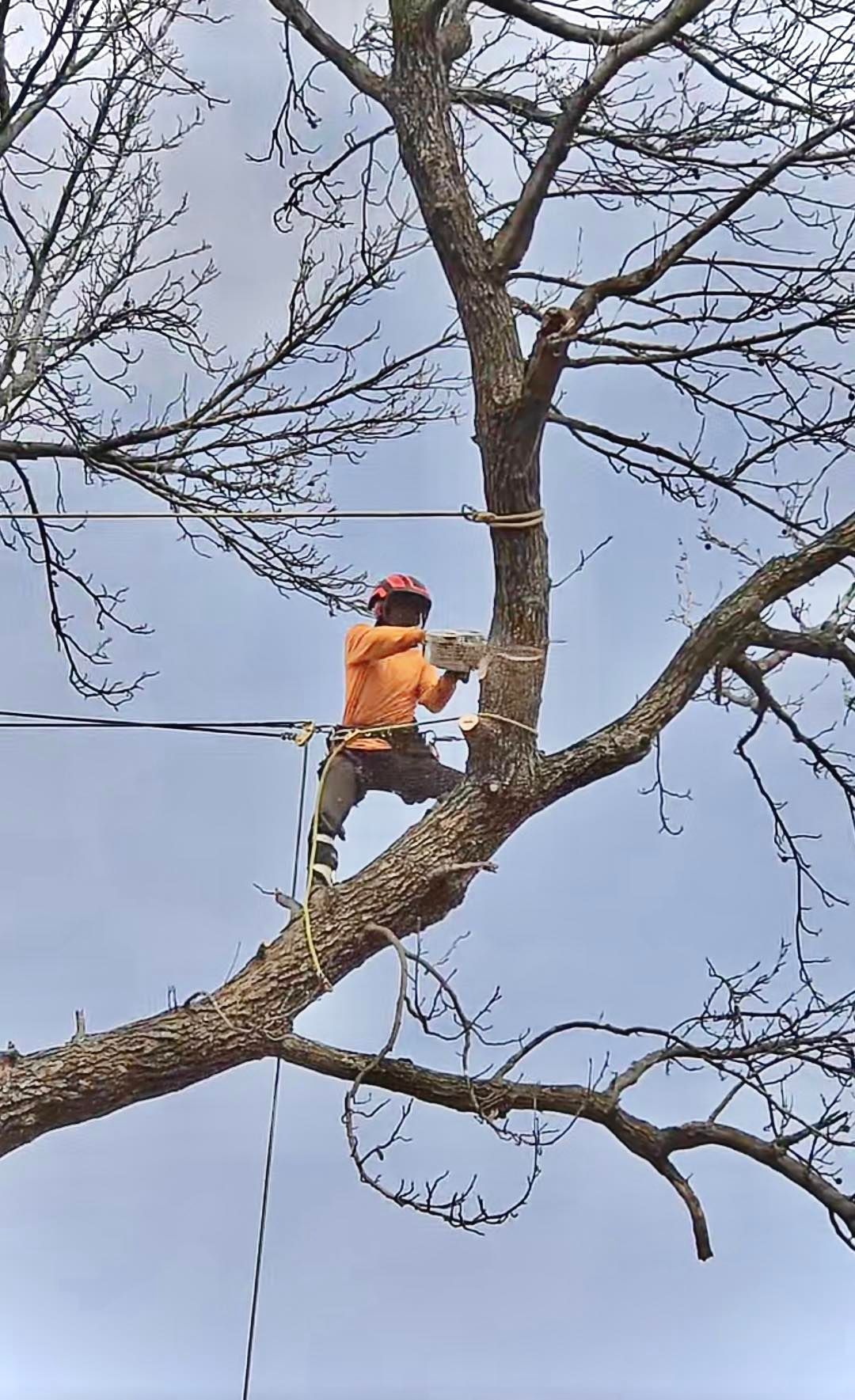 Arborist in orange safety gear works on a tree limb against a blue sky.