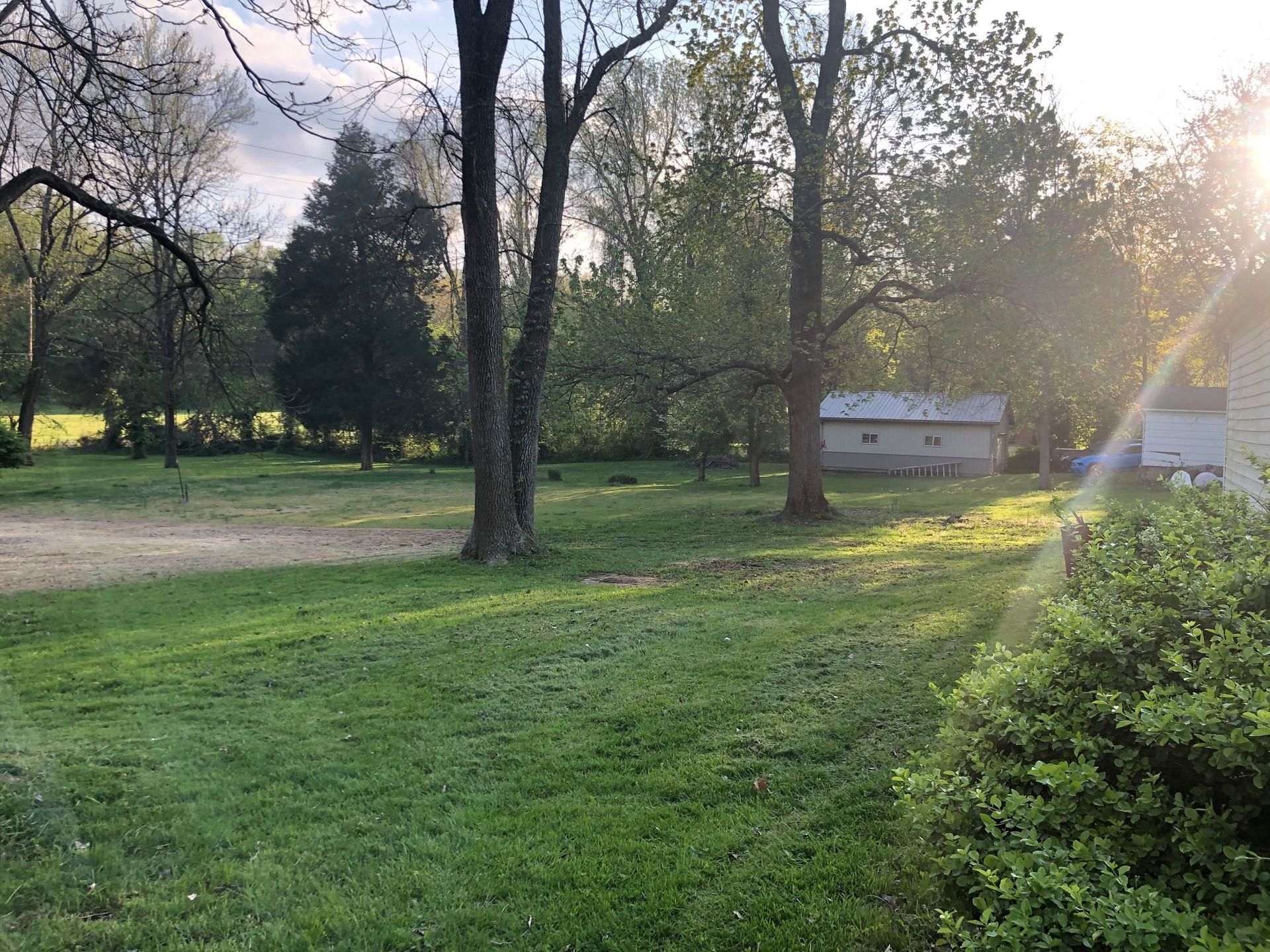 Sunny grassy yard with tall trees and a small white building in the background