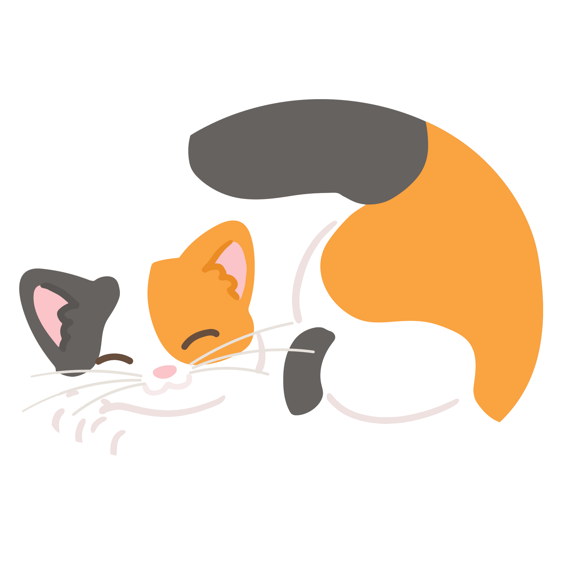 Cat — Honolulu, HI — The Calico Cat