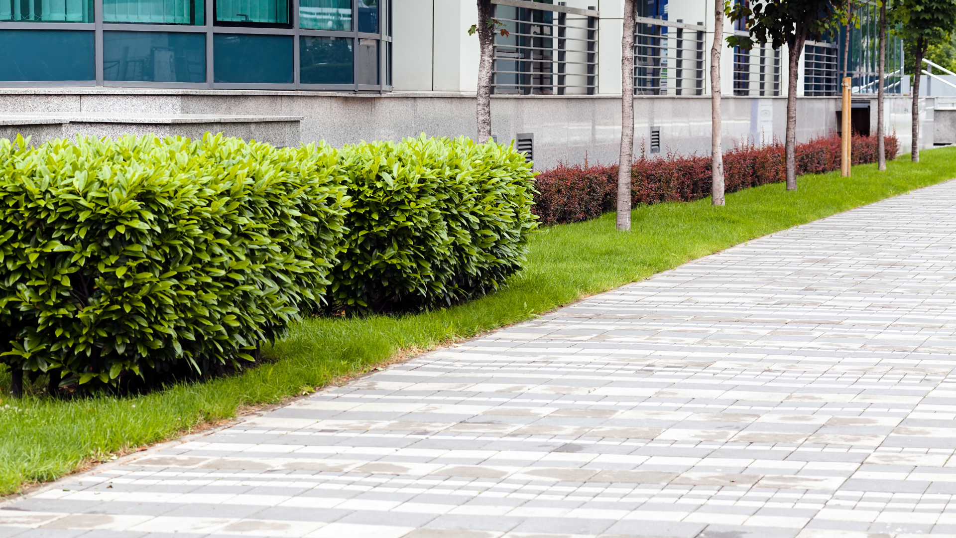 Paved walkway beside a building, lined with green hedges and grass.