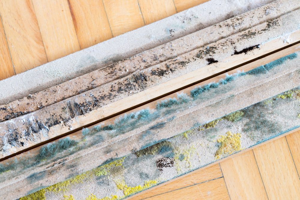 Mold Abatement