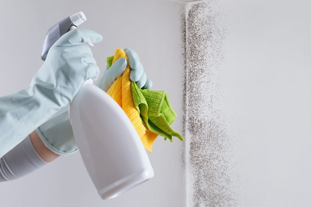 Hands in gloves cleaning mold on a wall with spray bottle and cloths.