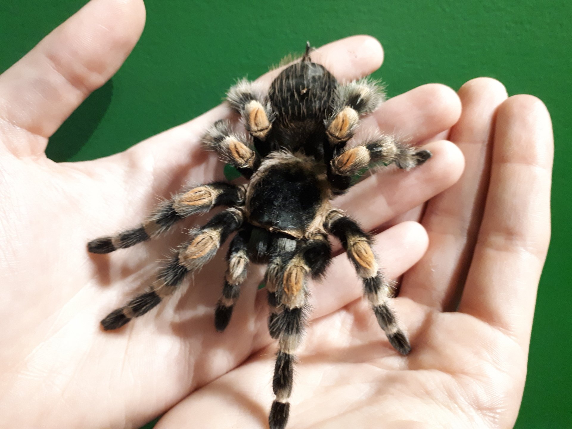 Victoria Bug Zoo Home