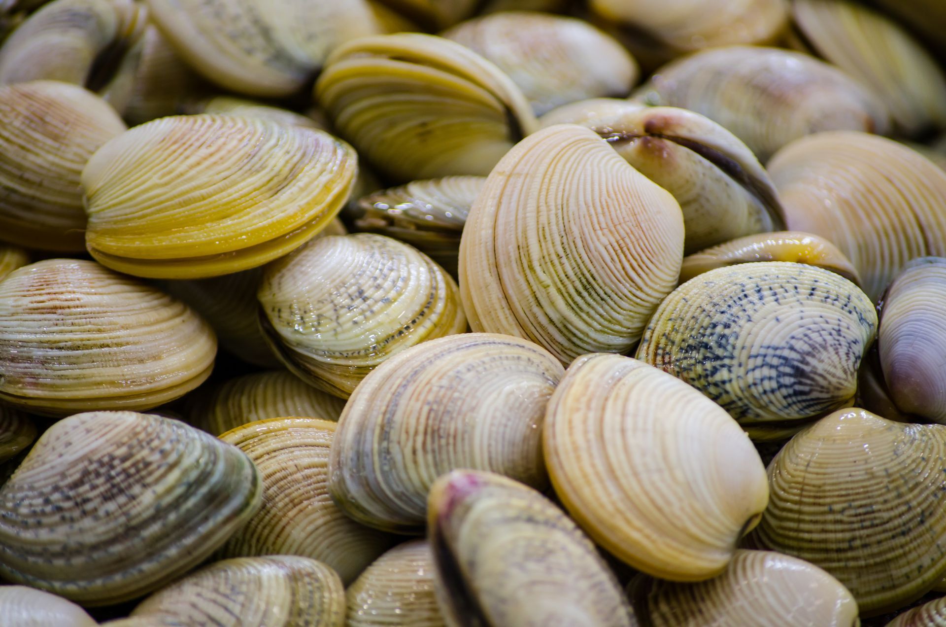 Schelpdieren