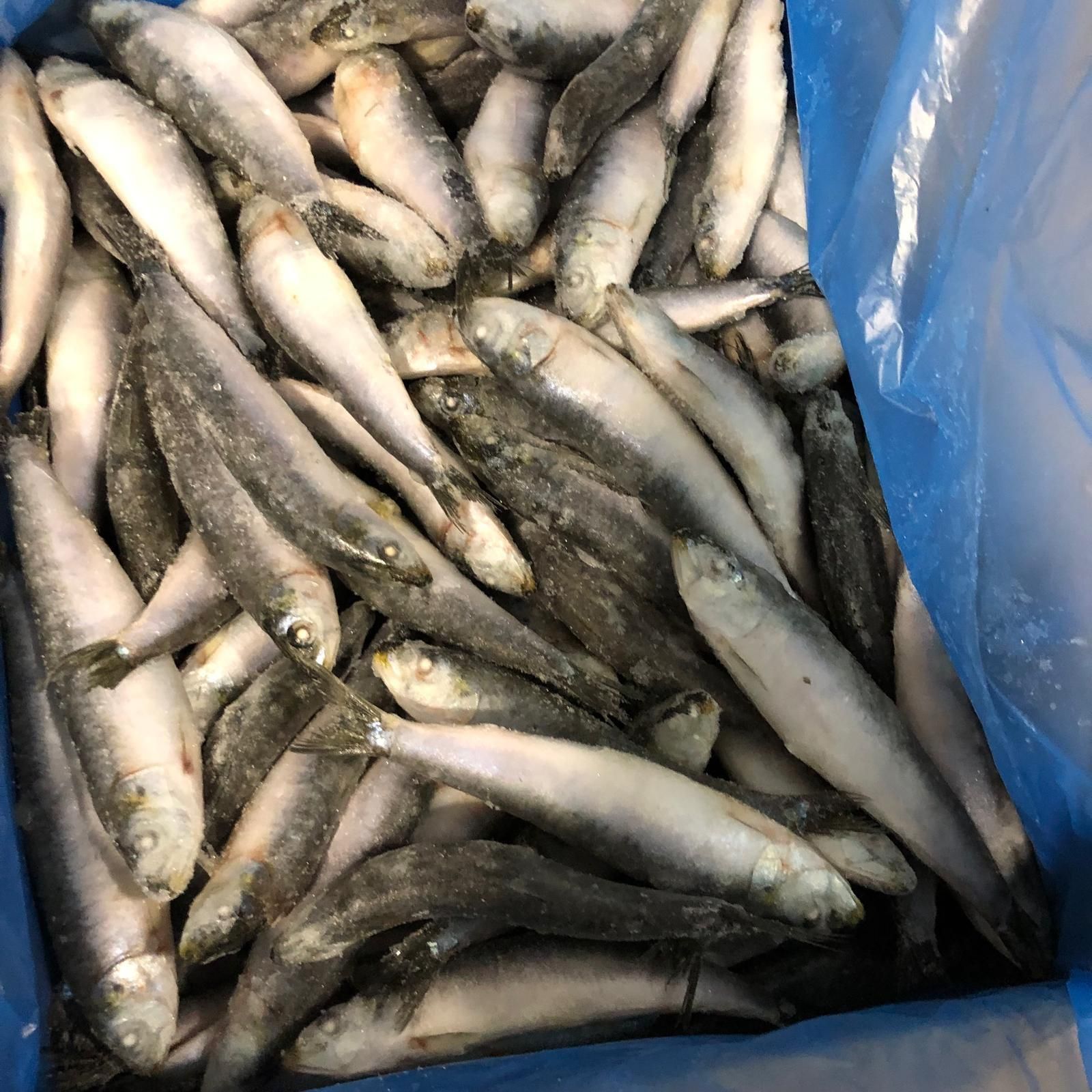 Sardines