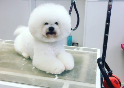 Fluffy white Bichon Frise with a freshly groomed, round shape, sitting on a grooming table.