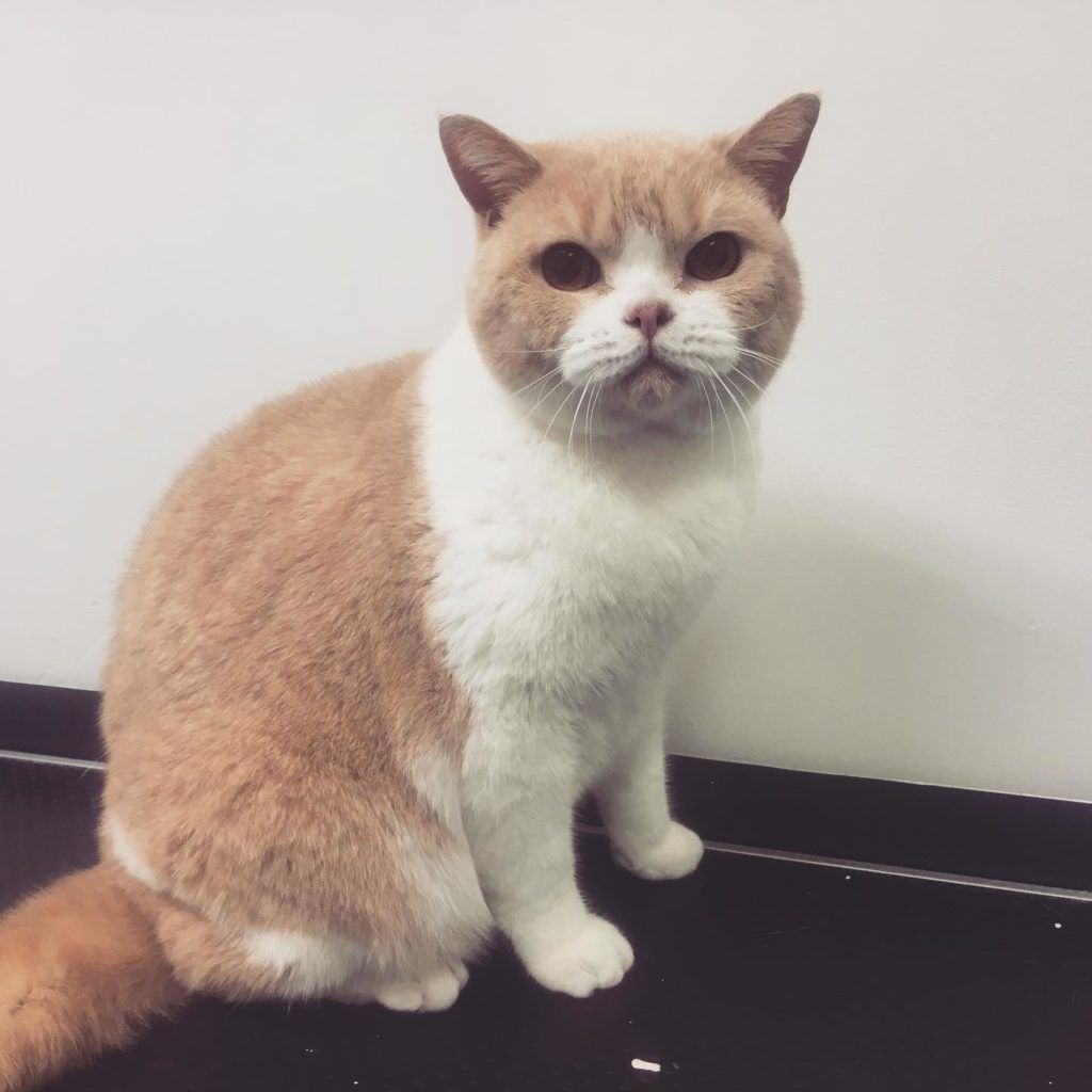 Orange and white cat sitting against a white wall and a black surface, looking directly at the camera.