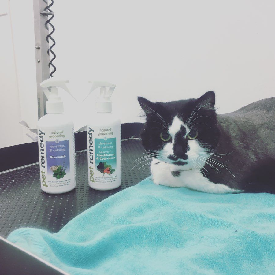 Cat beside two bottles of pet spray on a blue towel. The cat has black and white fur, looking toward the camera.