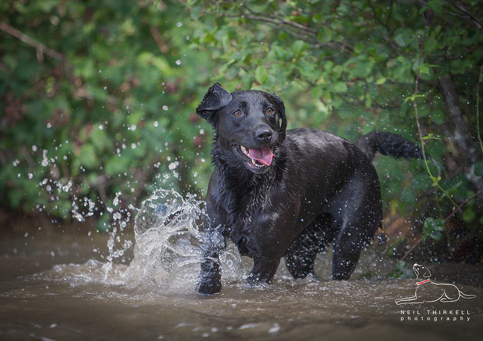 Black Labrador dog running through water, splashing. Green foliage in the background.