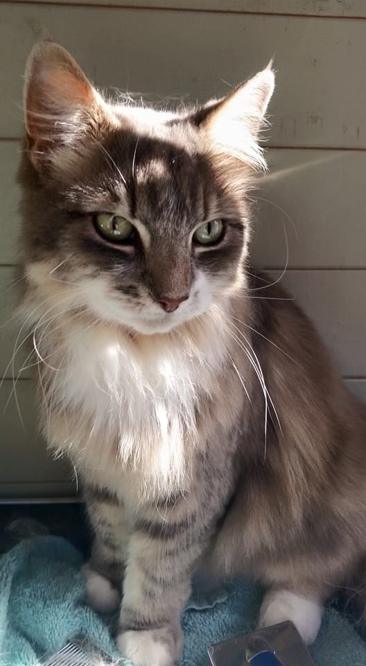 Fluffy gray tabby cat with green eyes sits, lit by sunlight.