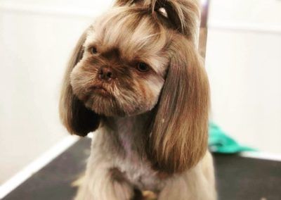 Brown Shih Tzu with a stylized haircut, posed on a grooming table.