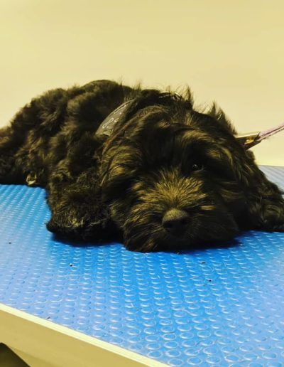Black fluffy dog resting on a blue surface, appearing relaxed.