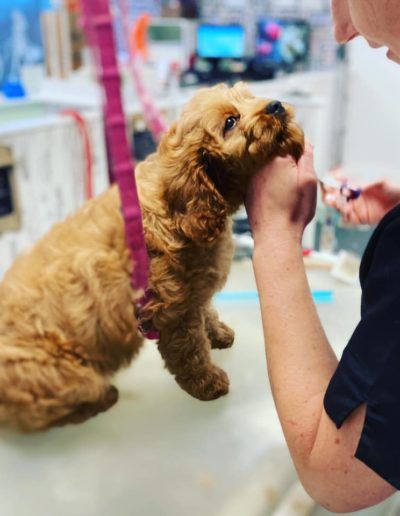 Dog being groomed, suspended by pink harness, person trimming fur with scissors.