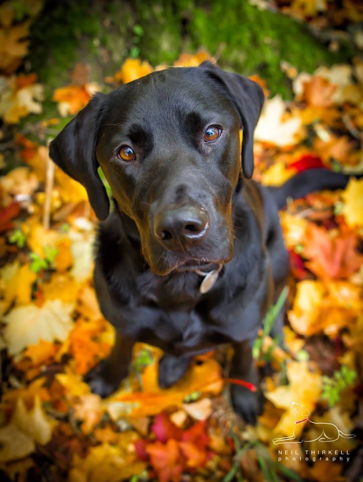 Black Labrador sits in autumn leaves, looking directly at the camera with a gentle expression.