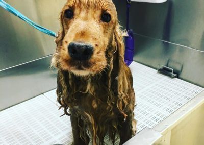 Wet Cocker Spaniel in a dog washing station, looking at the camera. Brown fur, black nose, sad expression.