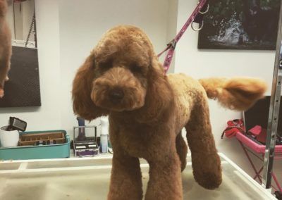 Red poodle dog after grooming, standing in a grooming tub, brown fur, looking forward.