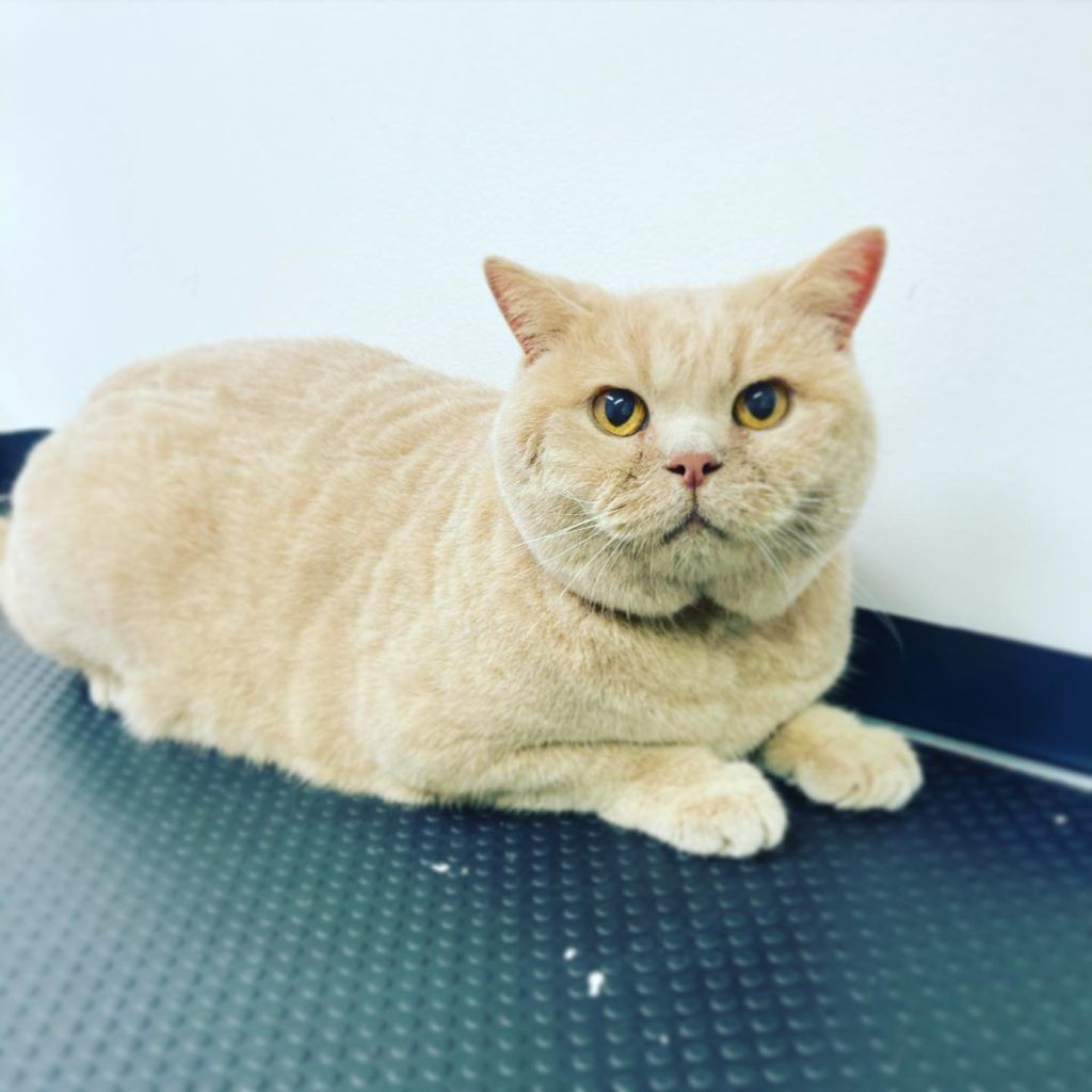 Tan British Shorthair cat lying down, looking forward.