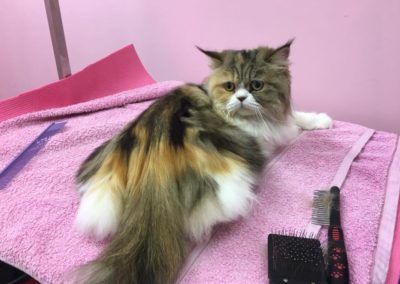 Fluffy calico cat lying on a pink towel, grooming tools nearby, pink background.