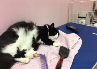 Black and white cat resting on pink towel, grooming tools nearby, on a blue table.