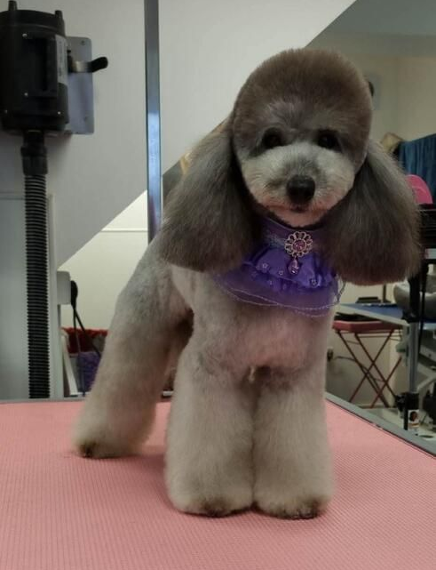 Brown Shih Tzu with a stylized haircut, posed on a grooming table.