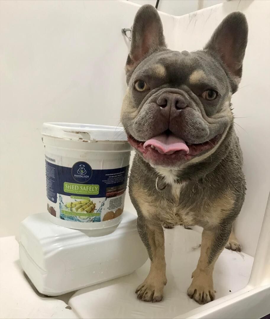 Wet pug being washed, held by hands, in a white tiled area.