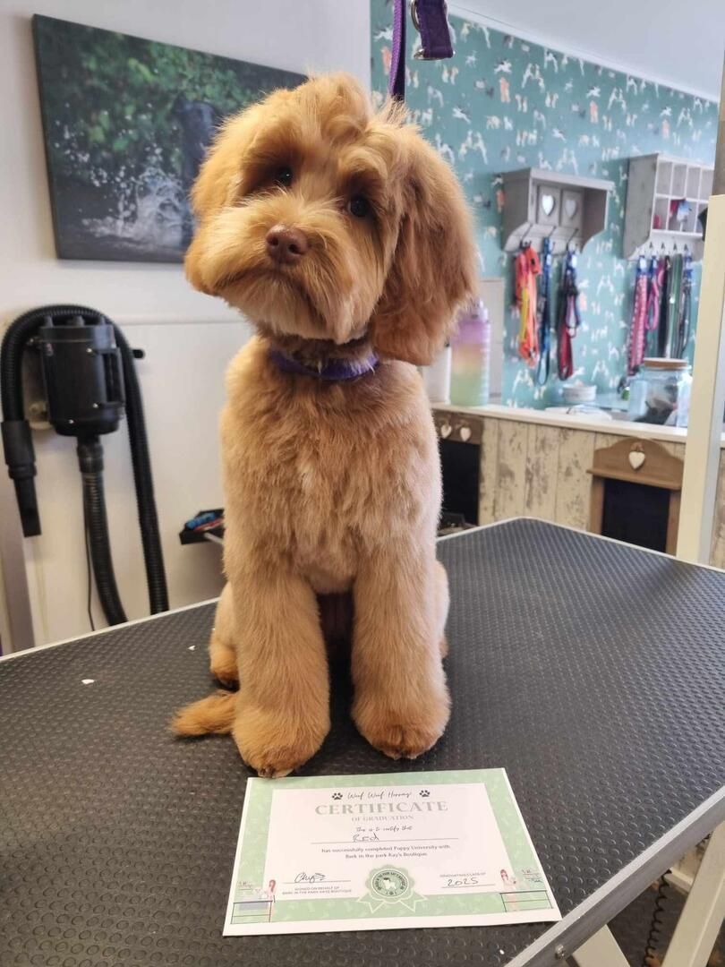 Group of women with groomed dogs in a pet grooming shop; everyone smiling.