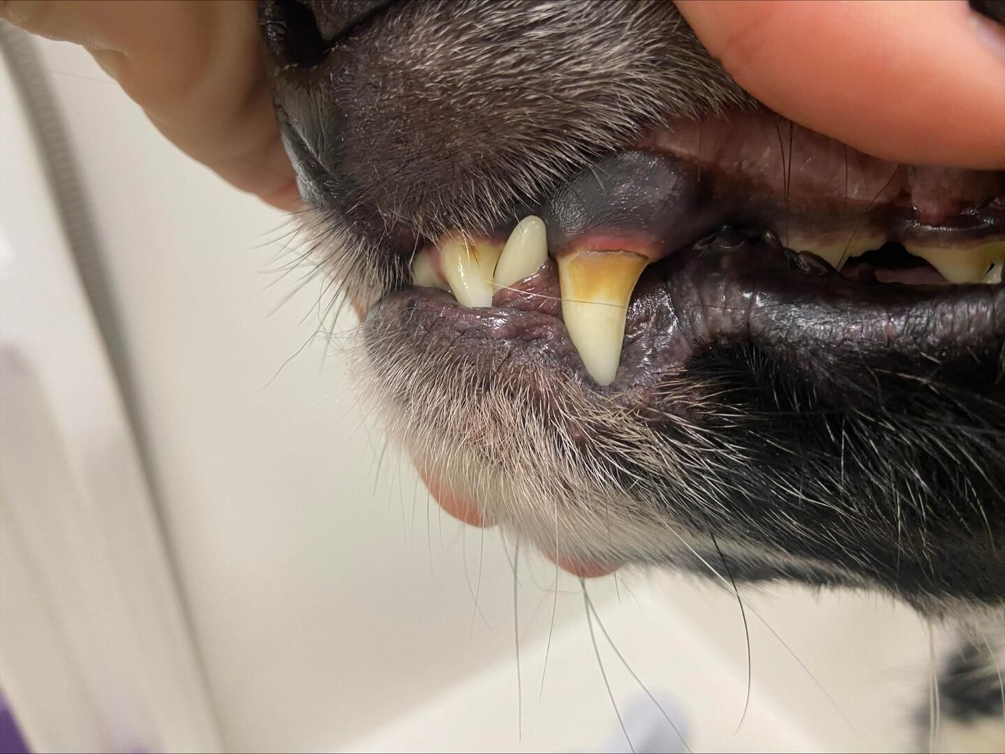 Veterinarian examining a dog's teeth. Hands in blue gloves gently open the dog's mouth.