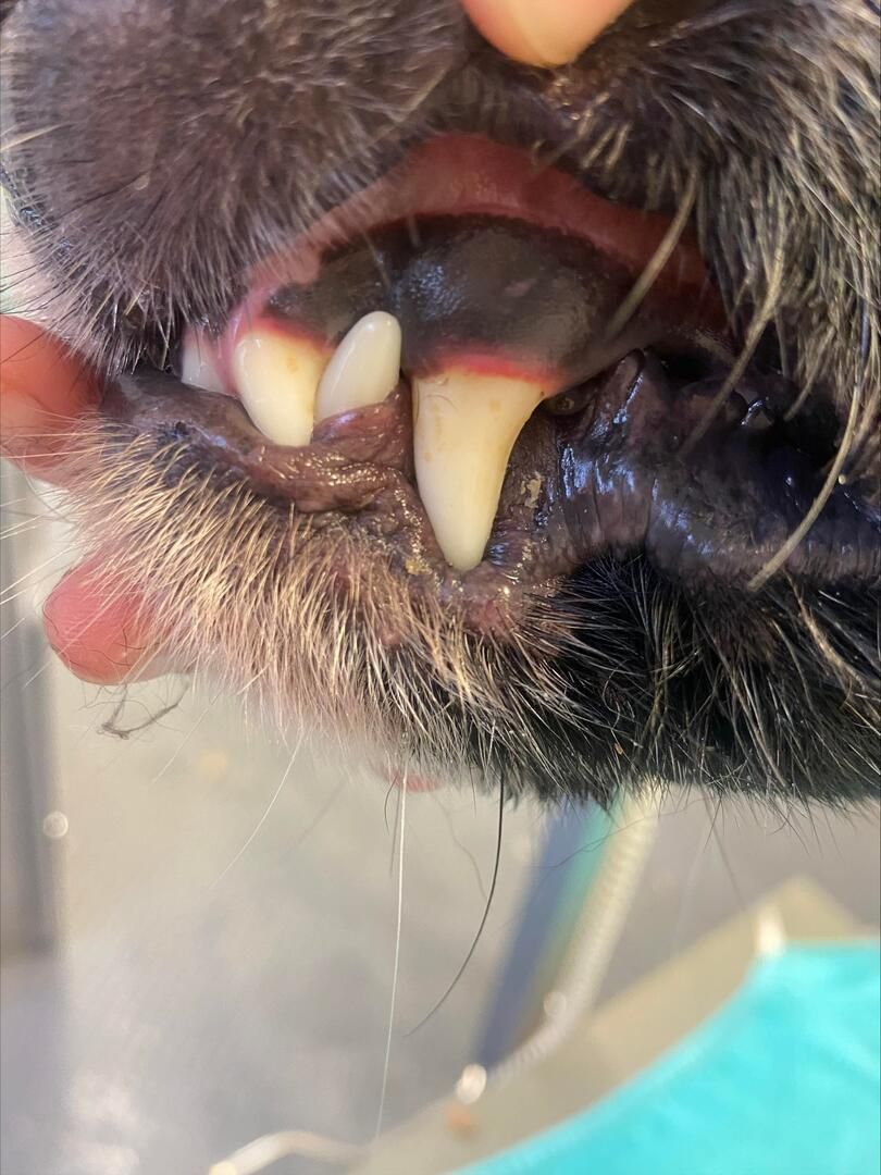 Close-up of dog's snout, open mouth, and teeth. Brown nose, pink tongue, light fur.