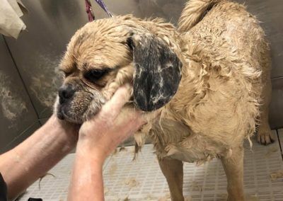 Wet pug being washed, held by hands, in a white tiled area.