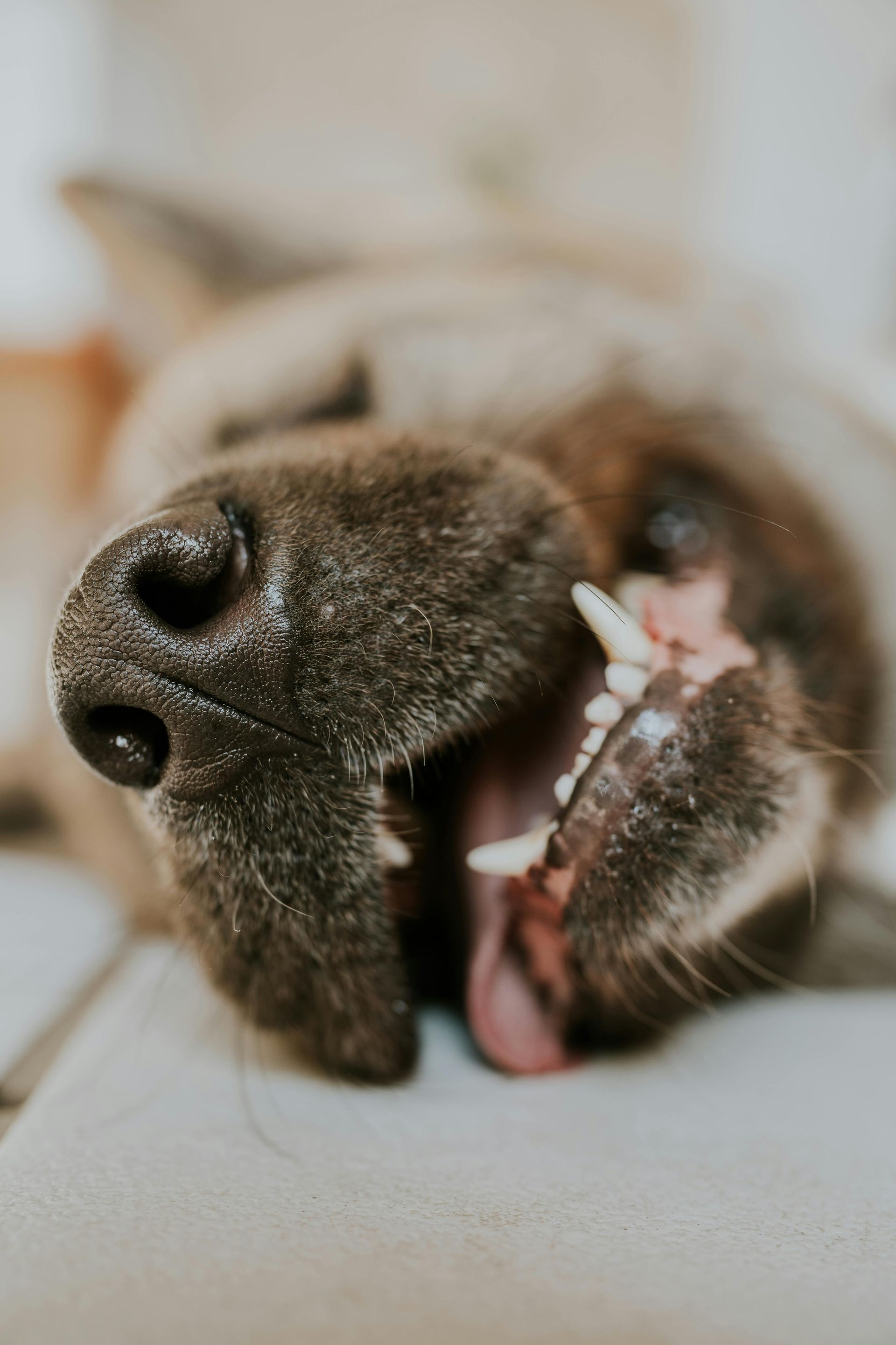 Dog lying down with mouth open, showing teeth and pink tongue, black nose visible.