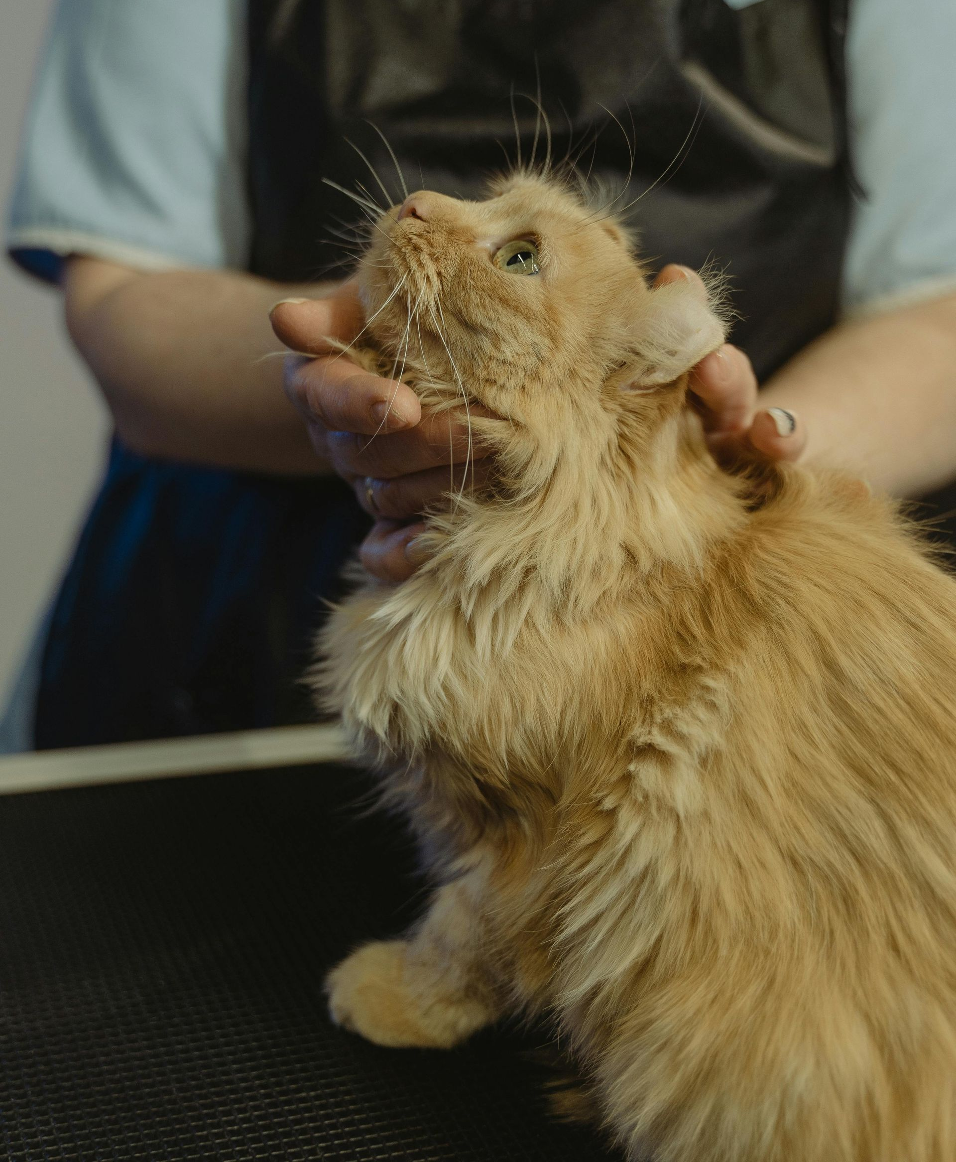 Orange cat being held and examined by a person, white flakes present.