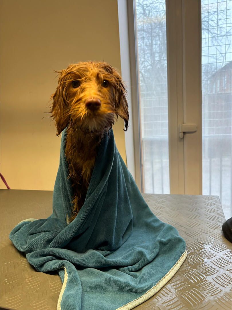 Wet Cocker Spaniel in a dog washing station, looking at the camera. Brown fur, black nose, sad expression.