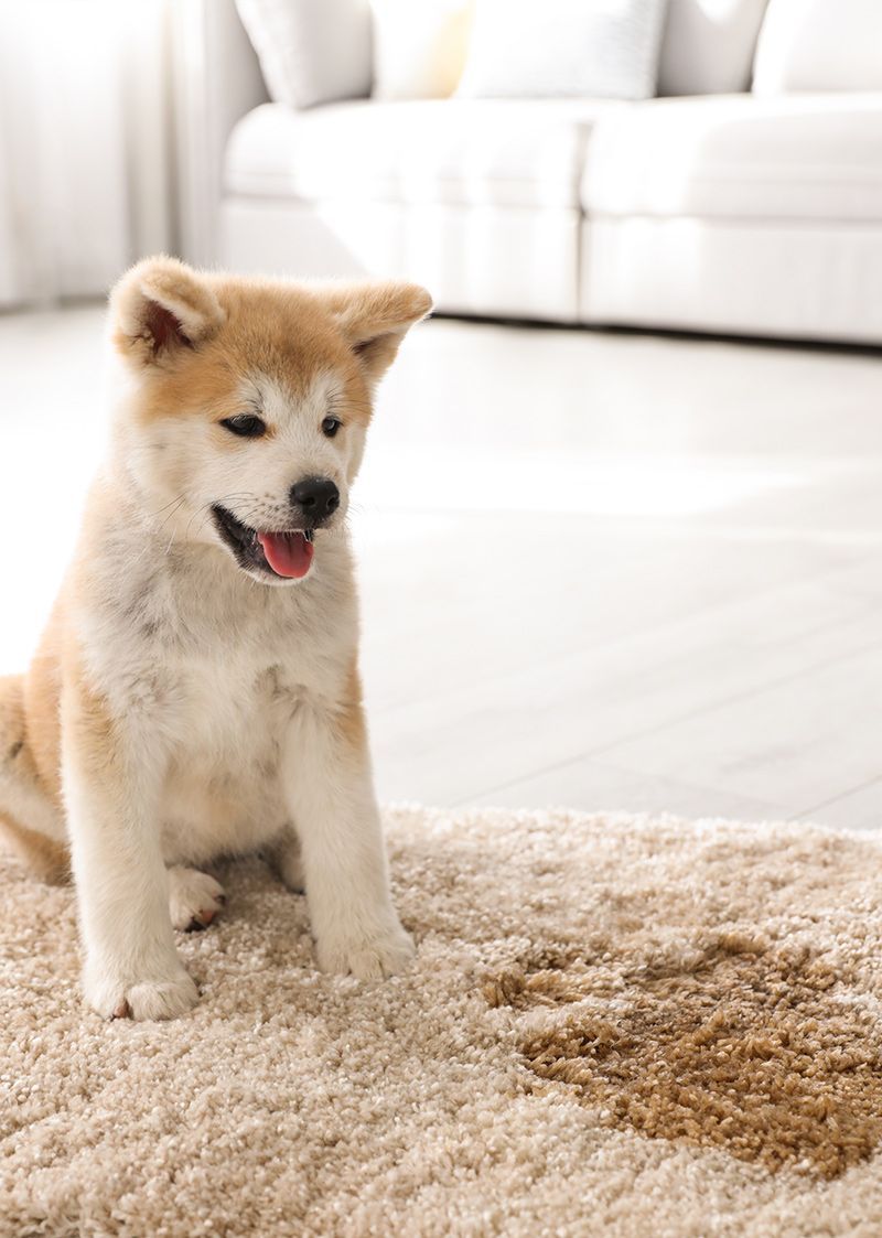 Dog Stain On Carpet