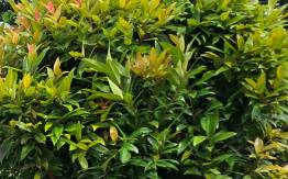 Plant Nutrition Homepage 