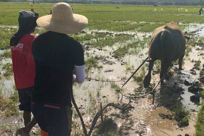 Two people watch a water buffalo plowing a muddy flooded field with a rope harness.