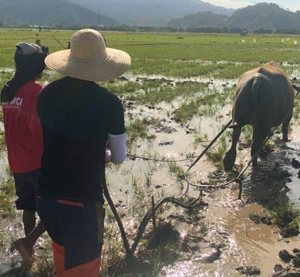 Farmers guiding a water buffalo through a flooded rice field under bright sunlight