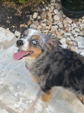 Grey dog with blue eyes having fun outside