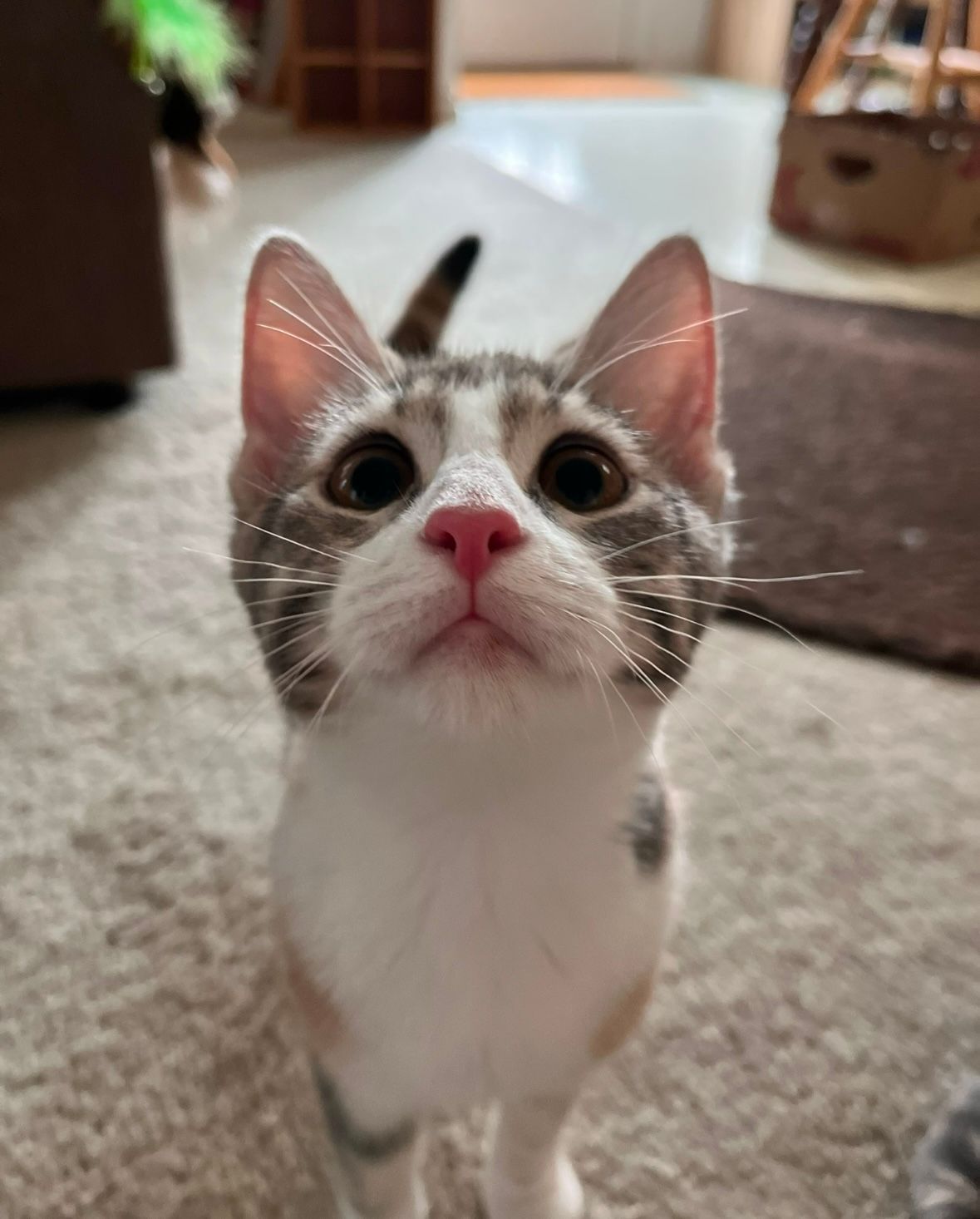 Up Close Picture of an Adolescent Multicolor Cat