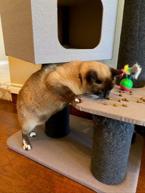 Siamese cat enjoying treats on cat tower