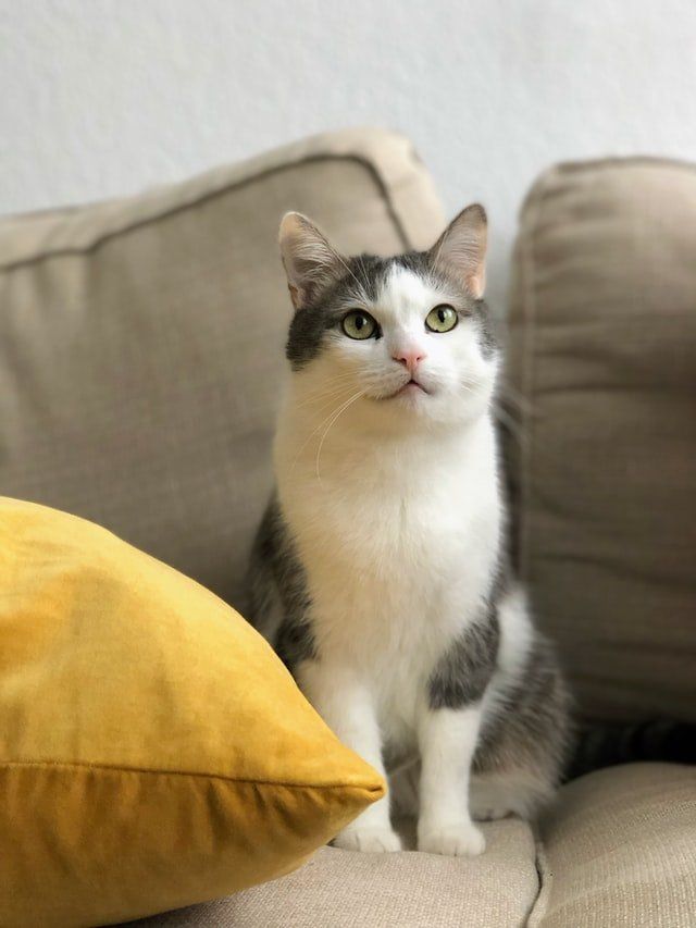 Cat Sitting