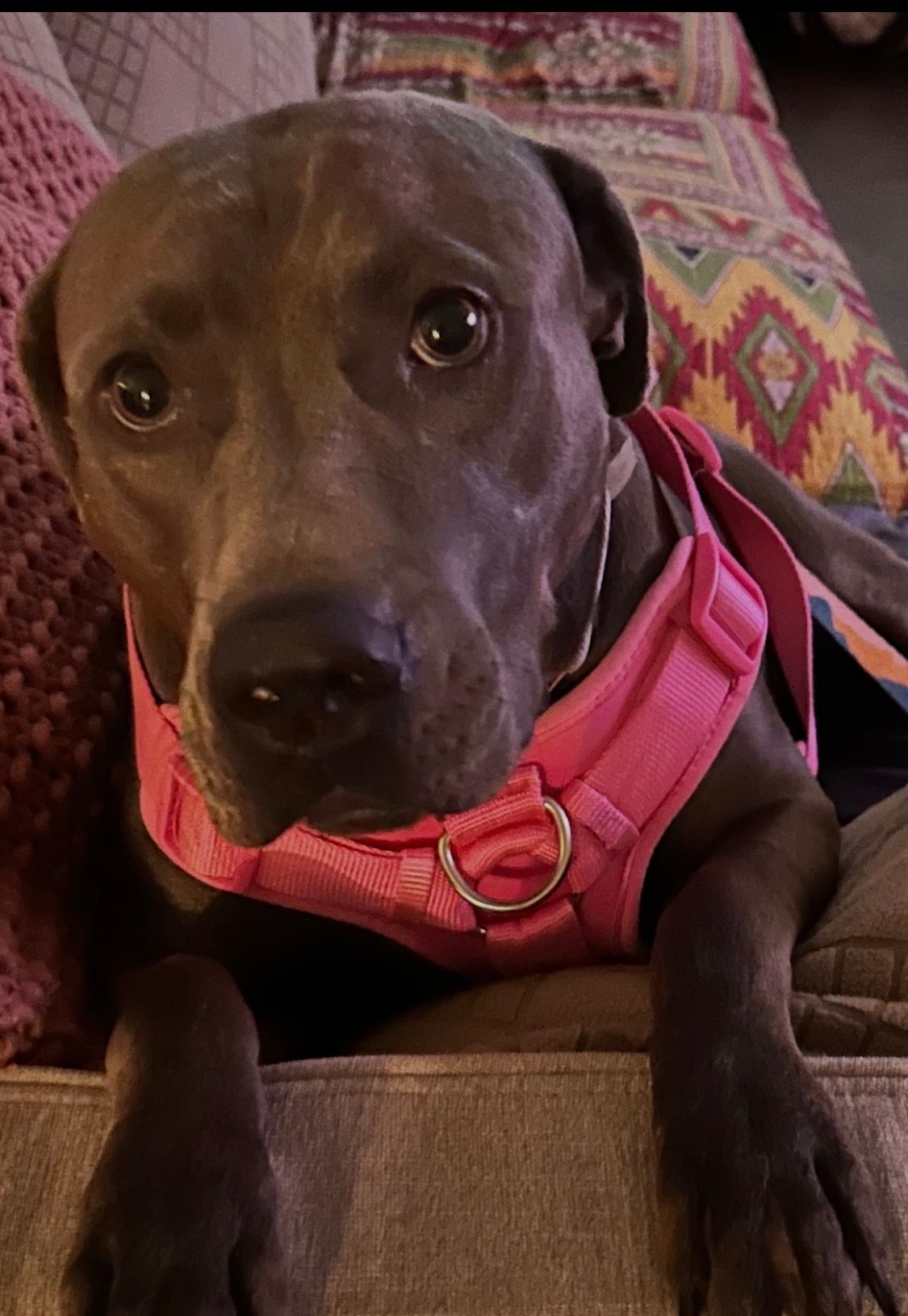 Large Chocolate Lab Dog with Red Bandana around Neck sitting on couch