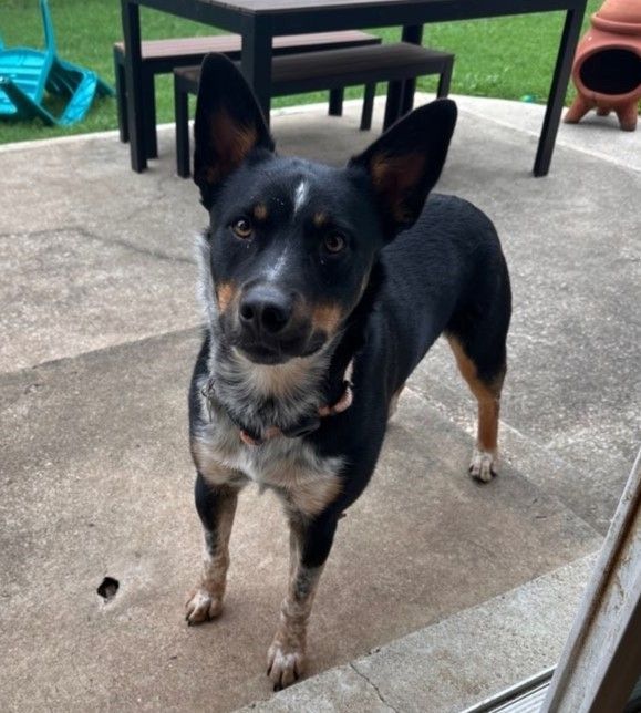 Medium Sized Dog stands on a patio  and gazes into house from doorway