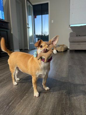 Small dog holding a stuffed animal deer toy in its mouth