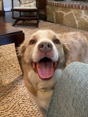 Dog Si