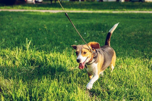 Dog Walking Services